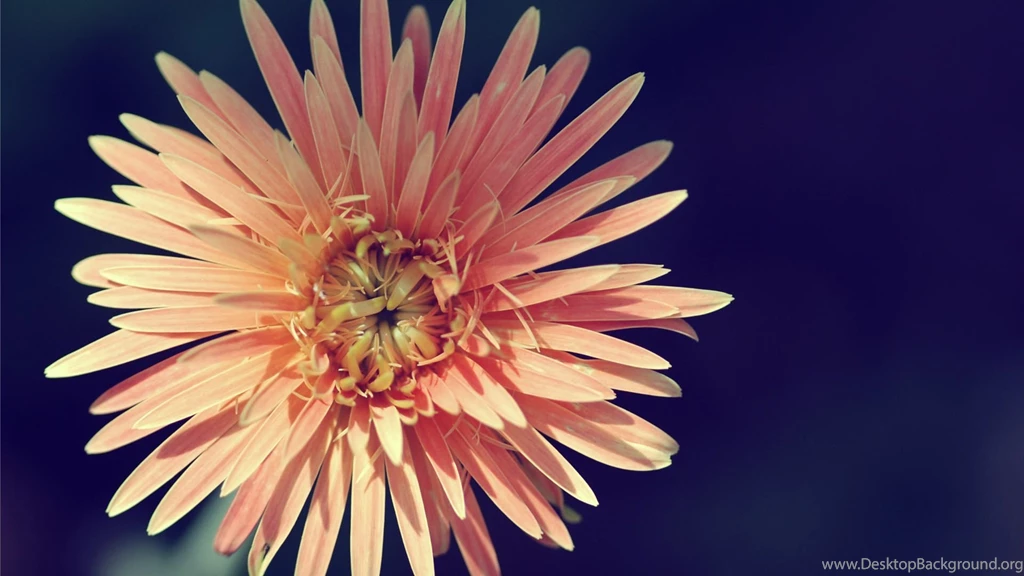 Flowers vintage wallpaper.jpg