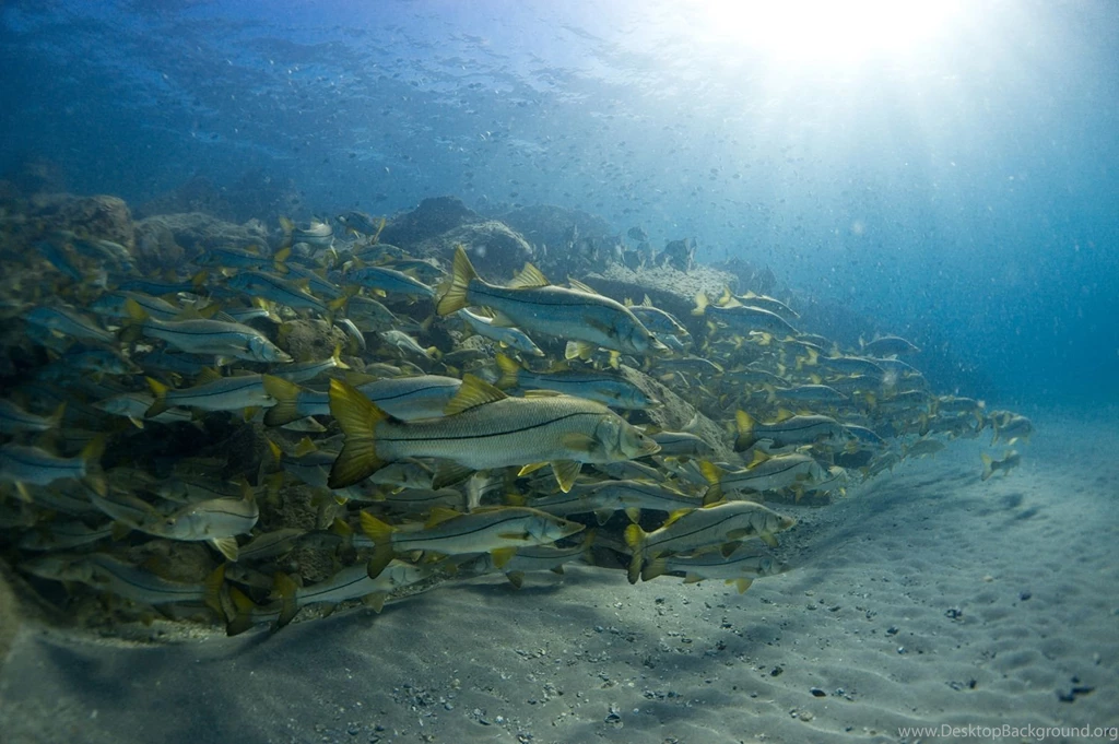 HD Snook School Florida Sportsman