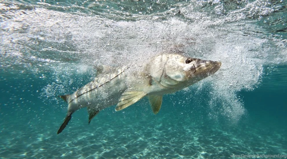 Fishing For Florida's Snook.