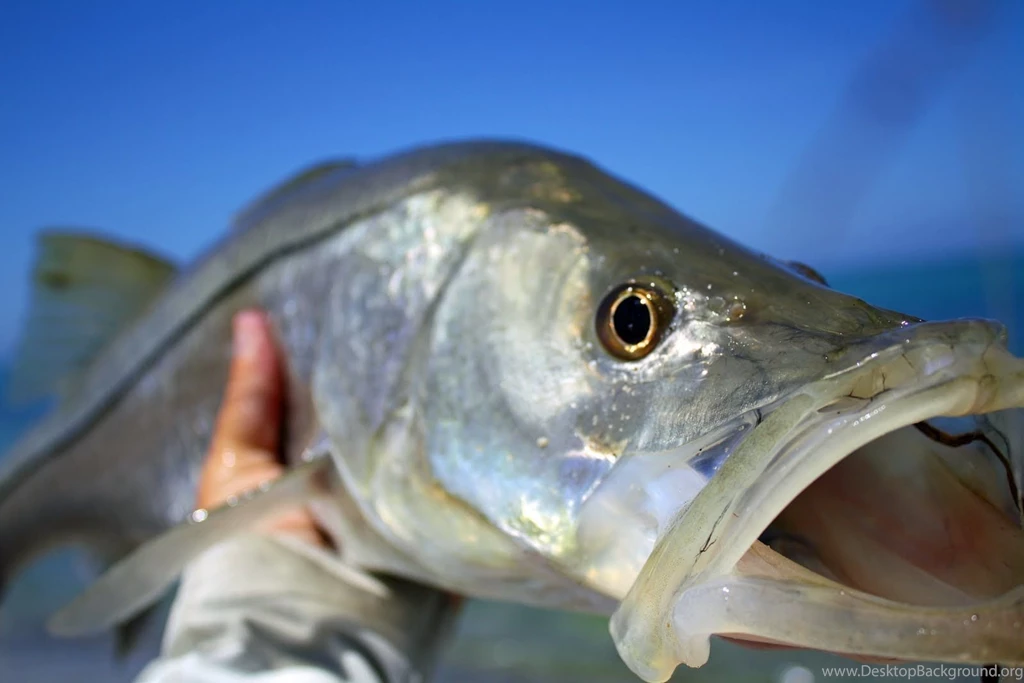 Nice Snook Photo And Wallpaper. Cute Nice Snook Pictures