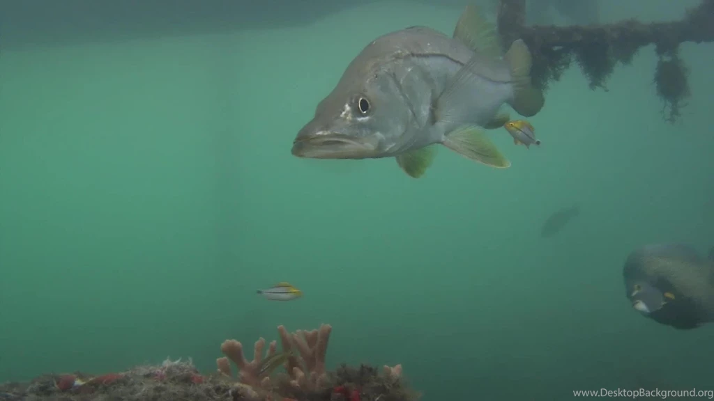 Snook Face To Face Underwater 1080p YouTube