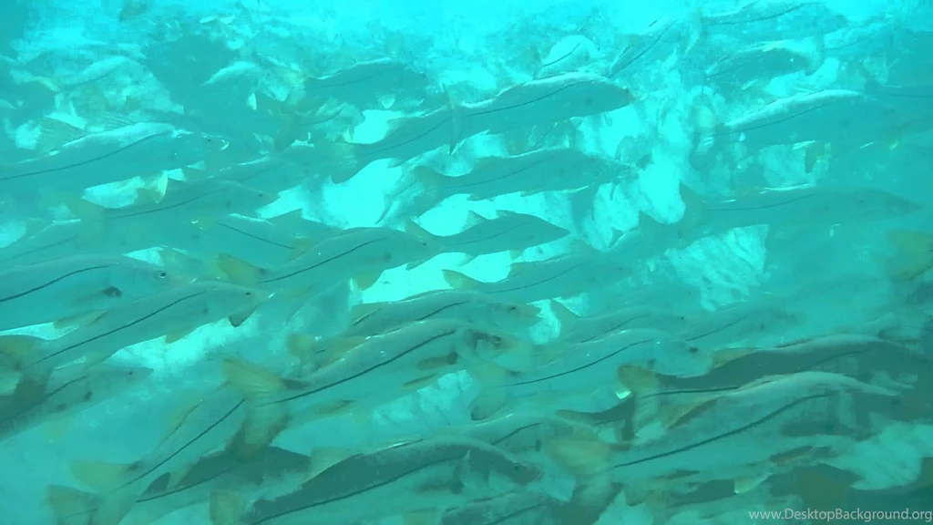 Snook School YouTube