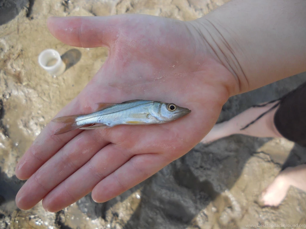 Just Because It's Small And Shiny Doesn't Mean It's Bait! – The ...