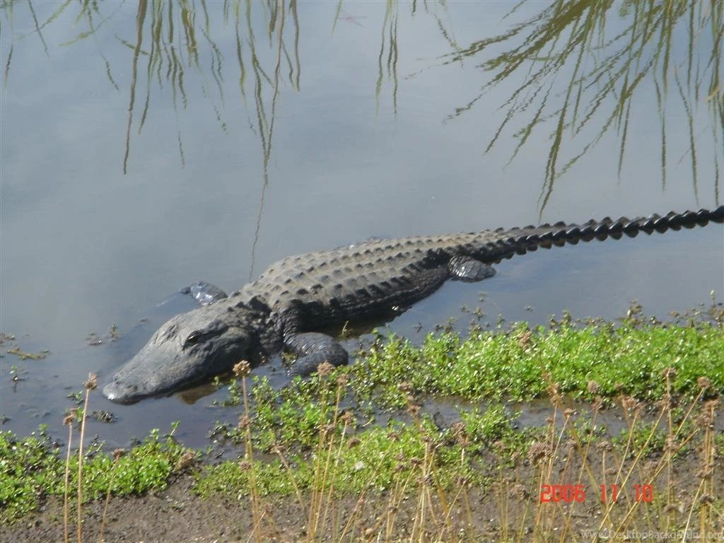 Wedding Attractions/Entertainment In Venice, FL, USA   Wedding Mapper