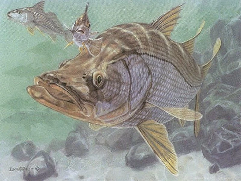 Wallpapers Snook Fishing Texas Gulf Coast 800x600