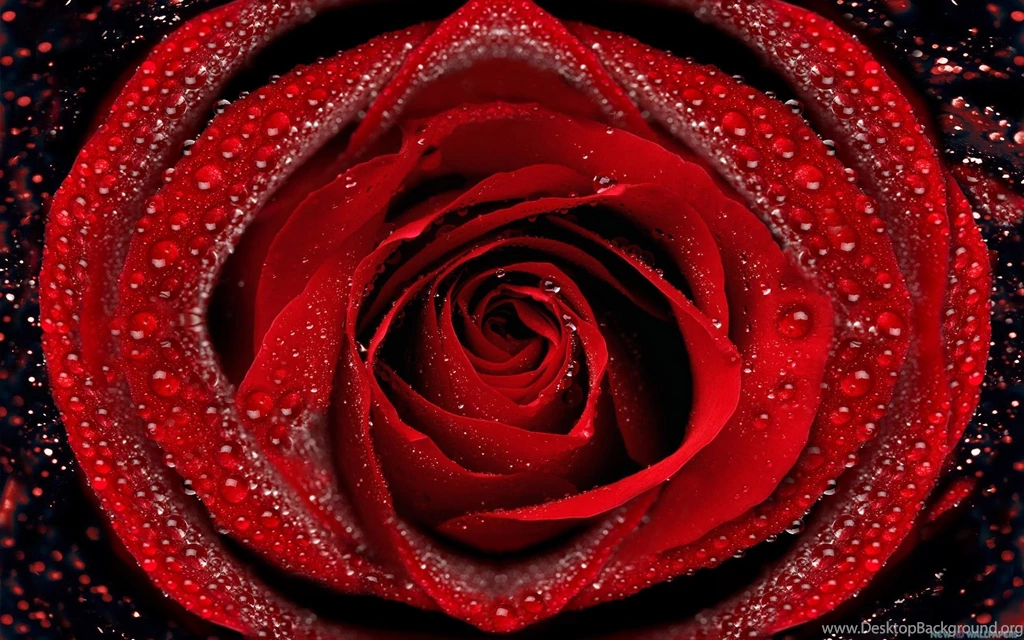 Earth Rose Backgrounds HD Wallpapers