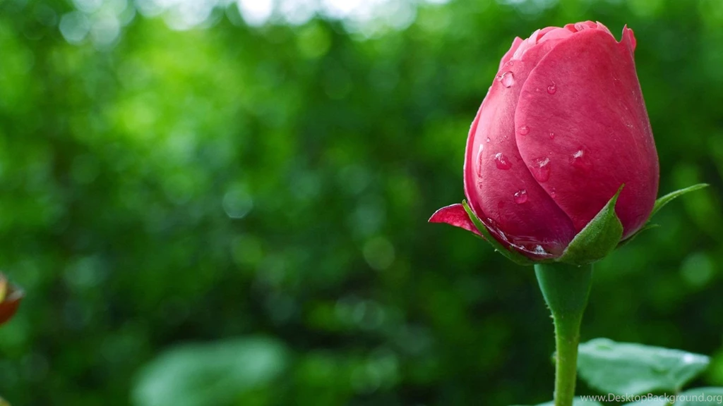 Rose Bud Wallpaper.jpg