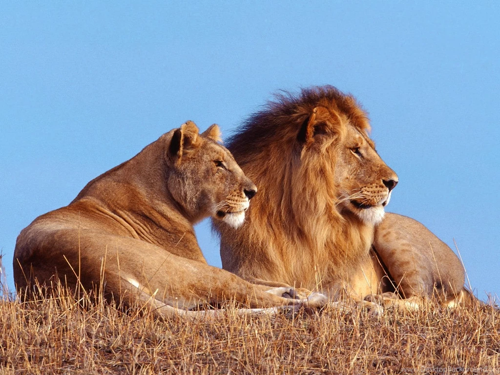 Beautifull Wallpapers Of Lions In HD