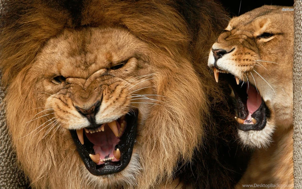 Growling Lions Wallpapers Animal Wallpapers