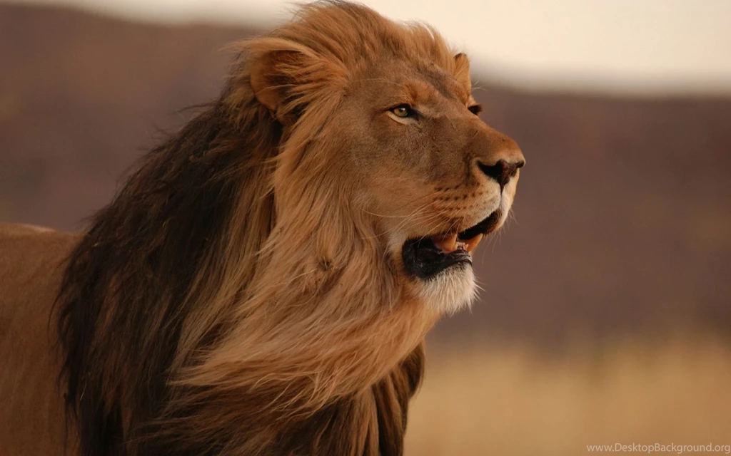 Gallery For   Wallpapers Lions Hd