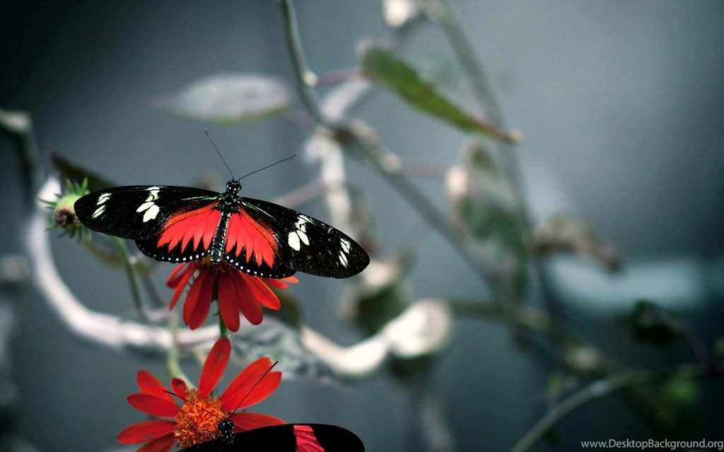 Wallpapers Tagged With BUTTERFLY