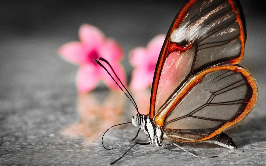 Beautiful Butterfly Wallpaper HD.jpg