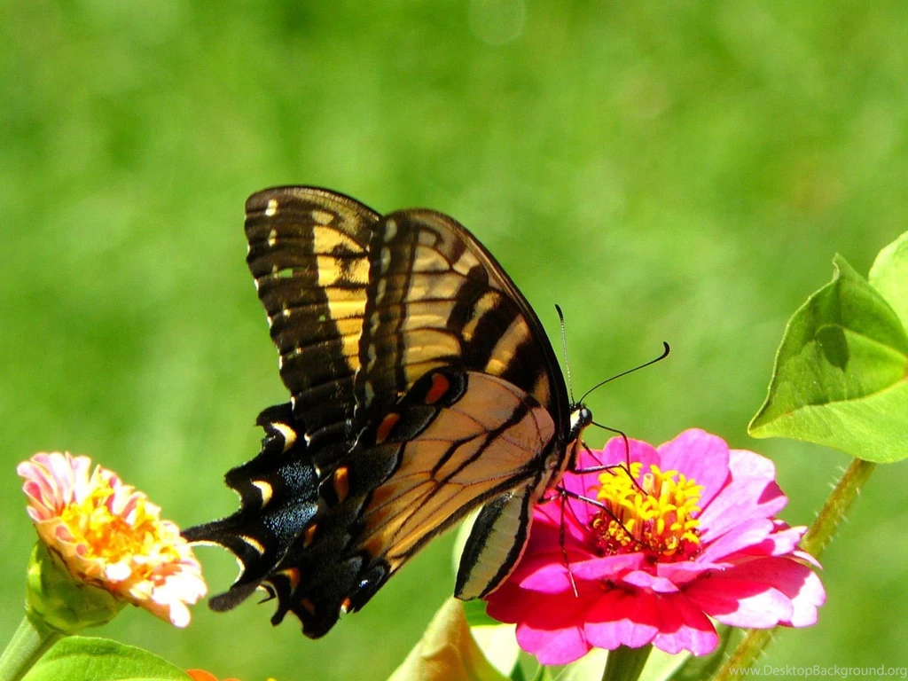 Butterfly Wallpapers Hd Widescreen HD Wallpapers