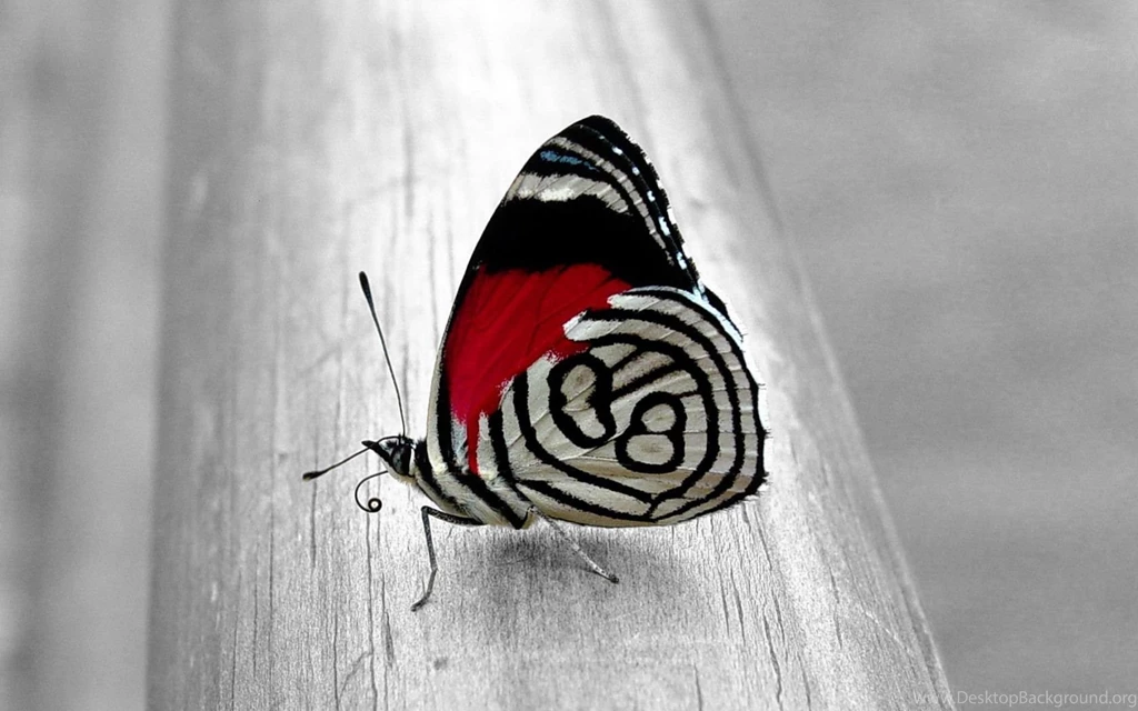 Download Butterfly Coffee Art Images HD Wallpapers Widescreen Free ...