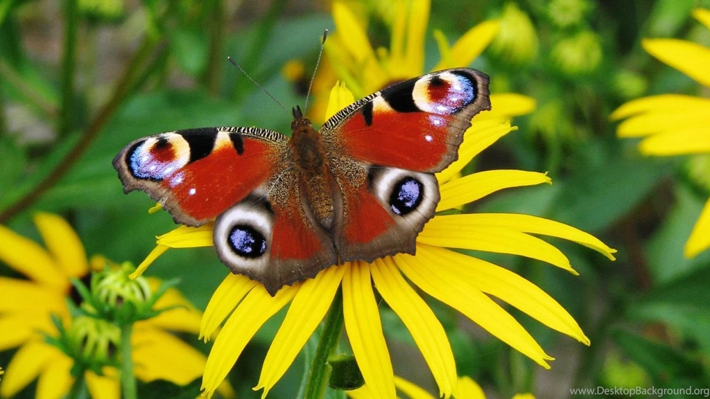 Peacock Butterfly   Splendid Wallpapers HD
