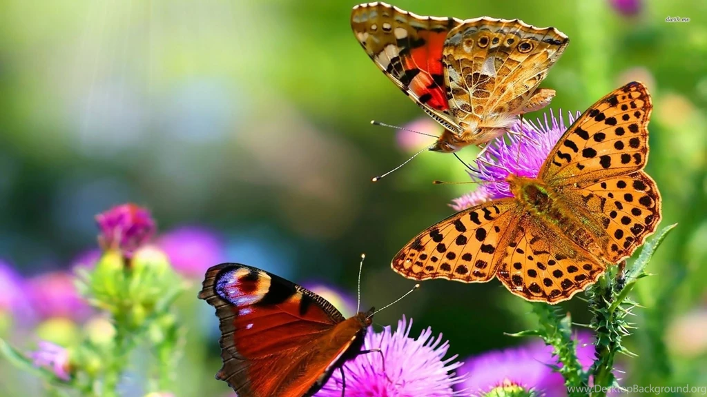 Butterfly Wallpapers Free Download HD Wallpapers Pretty
