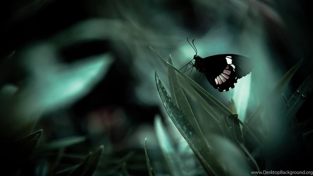 Butterfly Wallpapers HD For PC Free 38419 Full HD Wallpapers Desktop ...