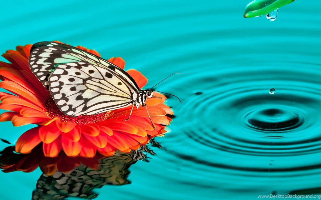 Wallpapers Tagged With BUTTERFLY