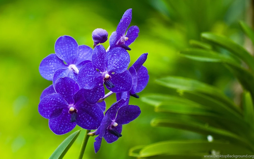 Flowers Wallpapers Desktop Backgrounds Full Screen