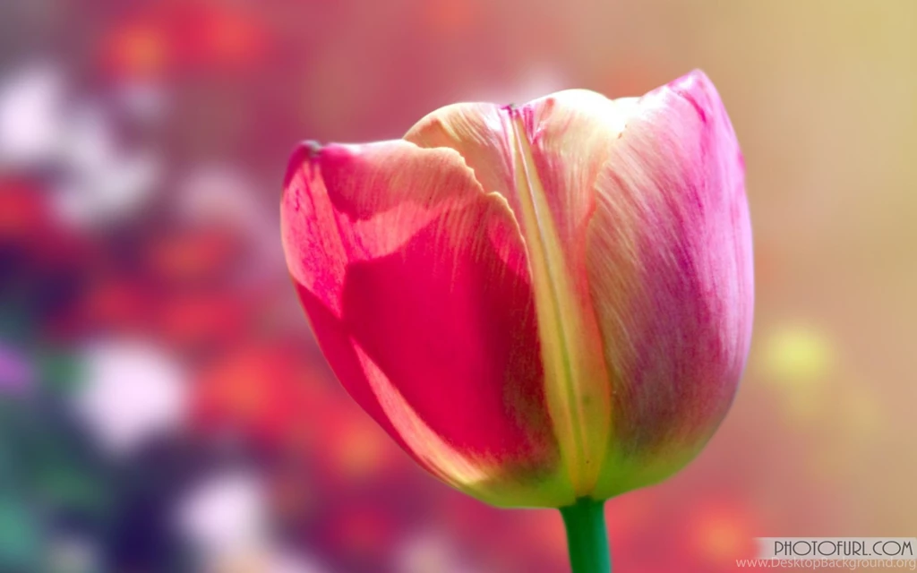 Gallery For   Animated Flower Desktop Wallpapers