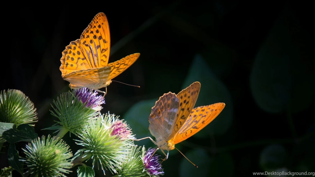 Full HD 1080p Butterfly Wallpapers HD, Desktop Backgrounds 1920x1080
