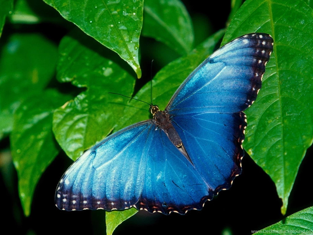 Butterflies