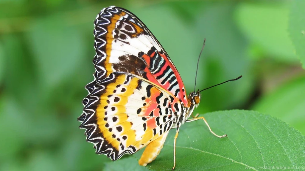 Butterfly Wallpapers Hd Wallpapers Page 0