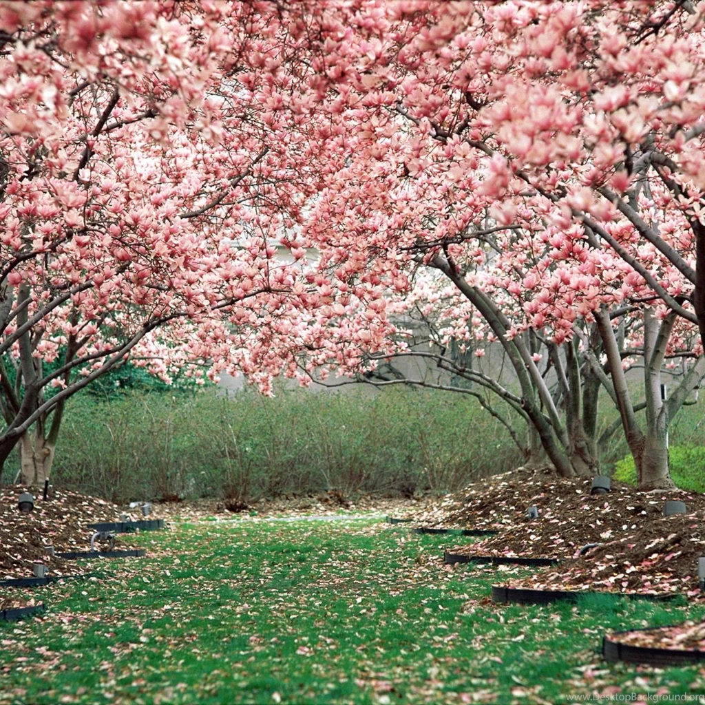 Page 2: New iPad Air, 4, 3, iPad Mini Retina Spring Wallpapers HD ...