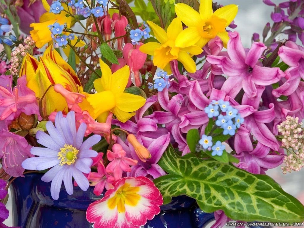Spring Flowers Wallpapers Crazy Frankenstein