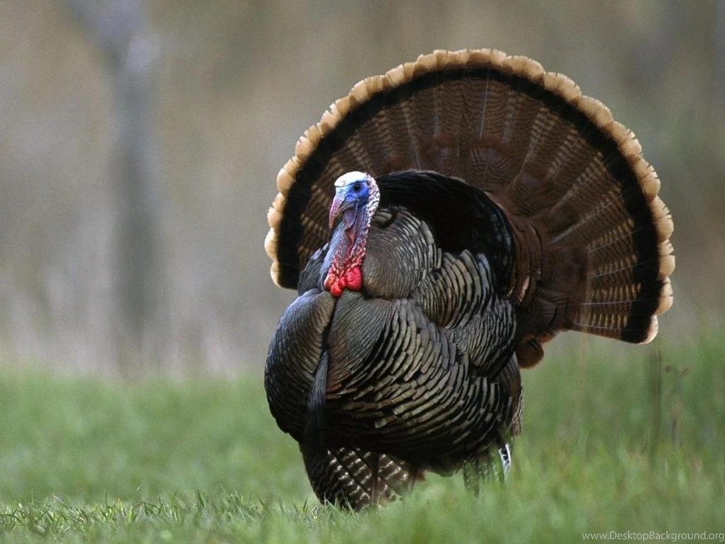 Turkey Bird Wallpapers HD Wallpaper Backgrounds Of Your Choice