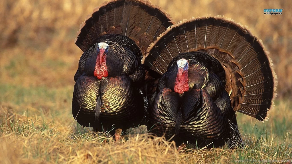 Turkey Computer Wallpapers, Desktop Backgrounds