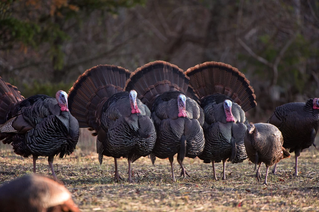 Gallery For Free Turkey Hunting Wallpapers