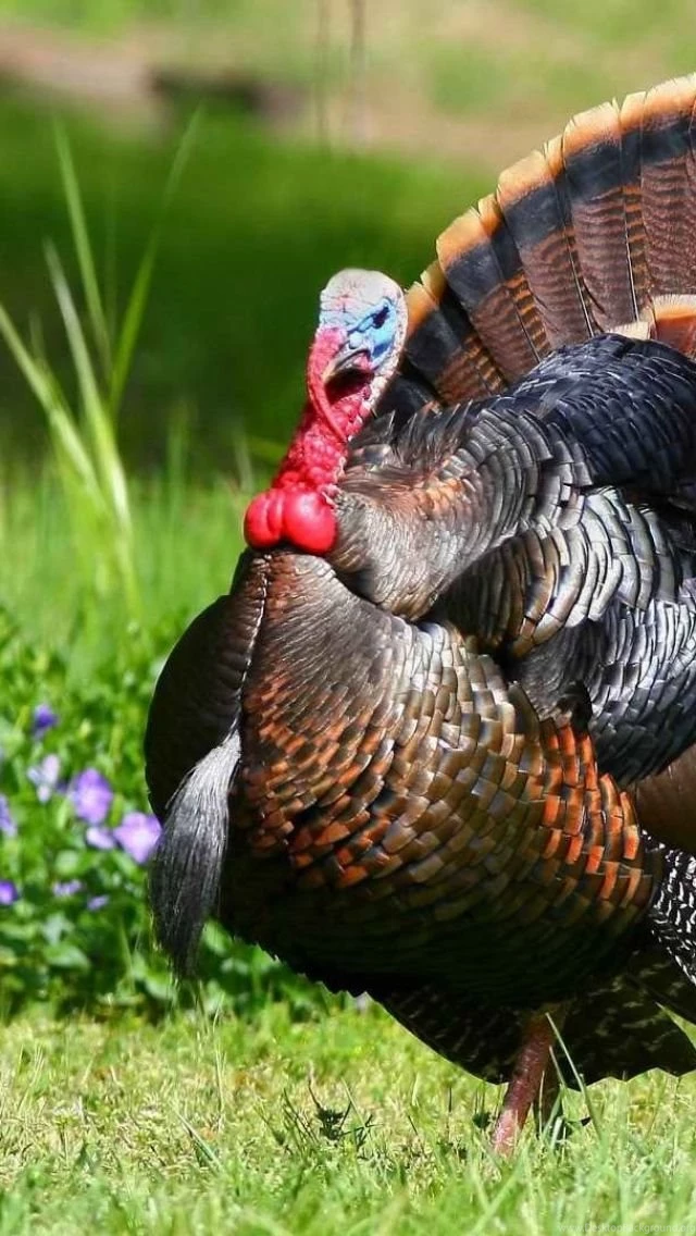 iPhone 5S, 5C, 5 Turkey Wallpapers HD, Desktop Backgrounds 640x1136