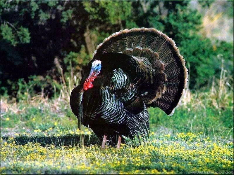 Turkey Backgrounds   AllCinema