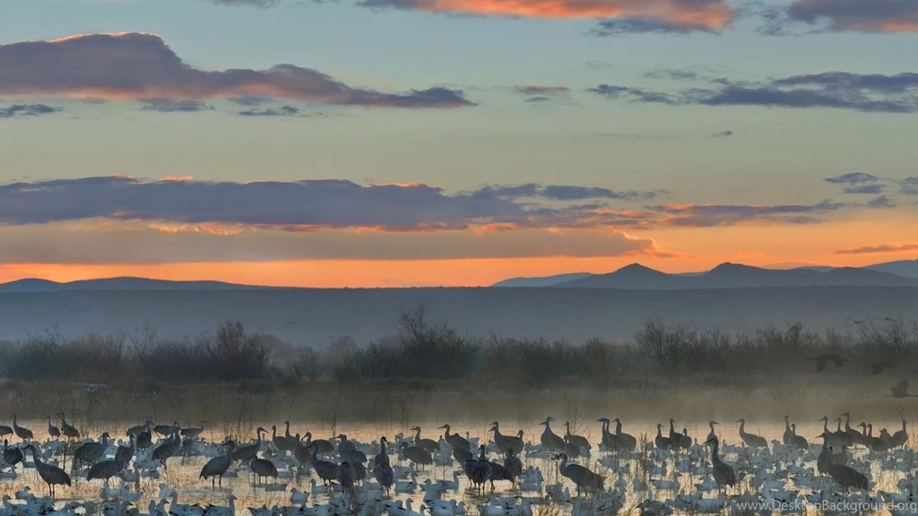 Apache Wildlife National Cranes New Mexico Geese Wallpapers