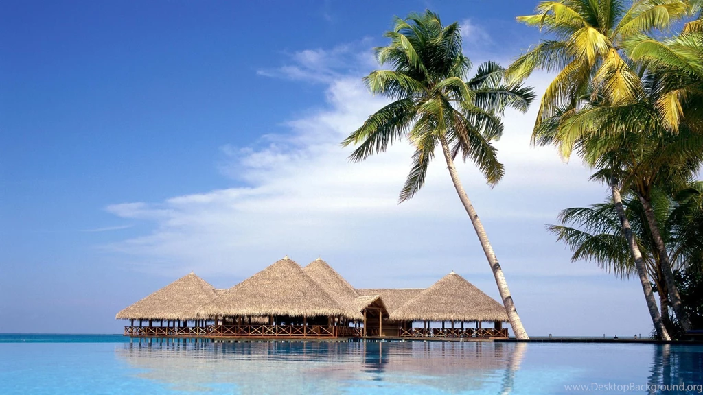Palm Tree Desktop Wallpapers