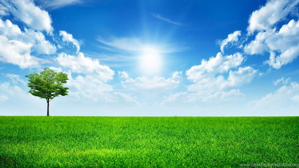 Tree Wallpapers
