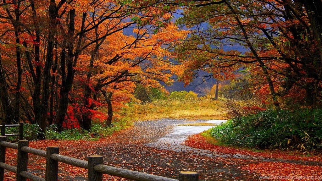 Gallery For   Autumn Trees Desktop Wallpapers