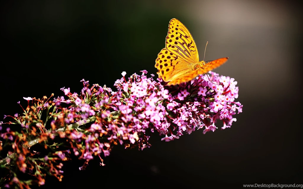 Butterfly In Botanic Garden Wallpapers