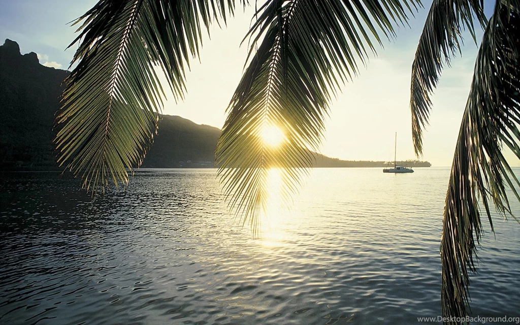 Palm Tree Desktop Wallpapers HD Wallpaper Backgrounds Of Your Choice