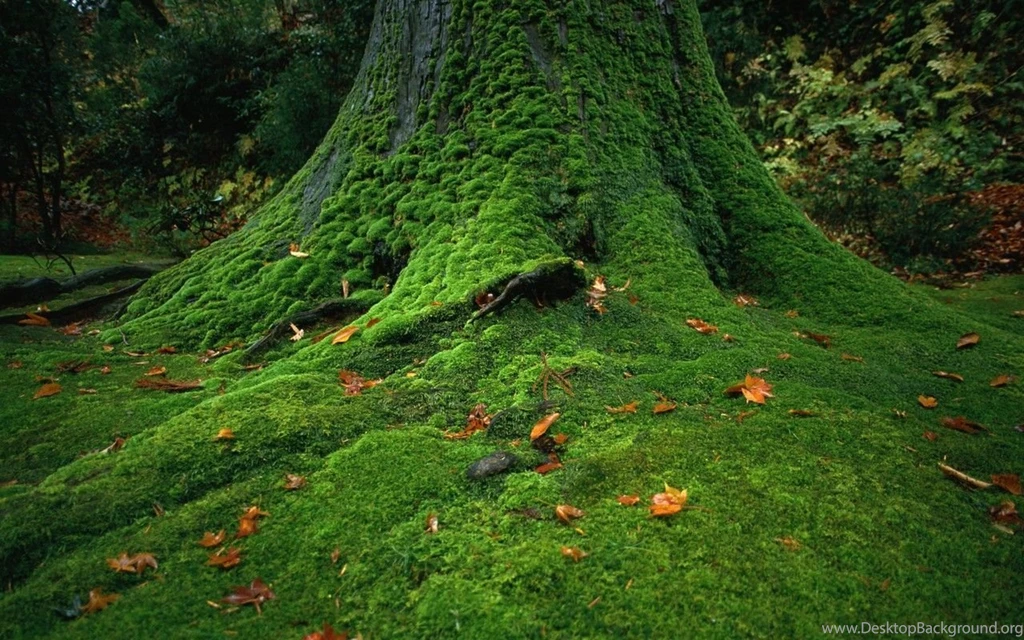1280x800 Green Tree Desktop PC And Mac Wallpapers
