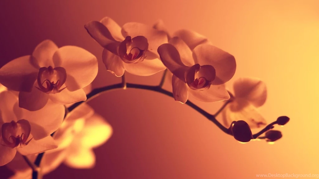 20+ HD Beautiful Flowers Wallpapers Free Download