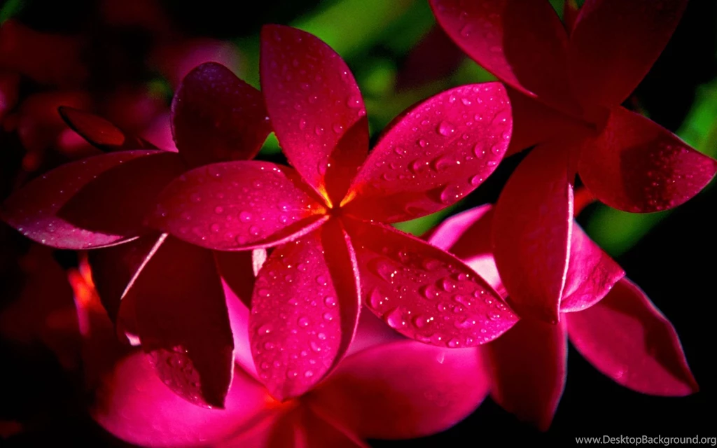 Wallpapers With Flowers Wallpapers HD Wide
