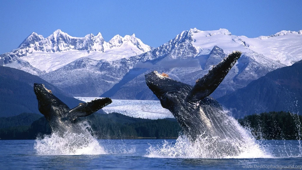 Whale Wallpapers HD