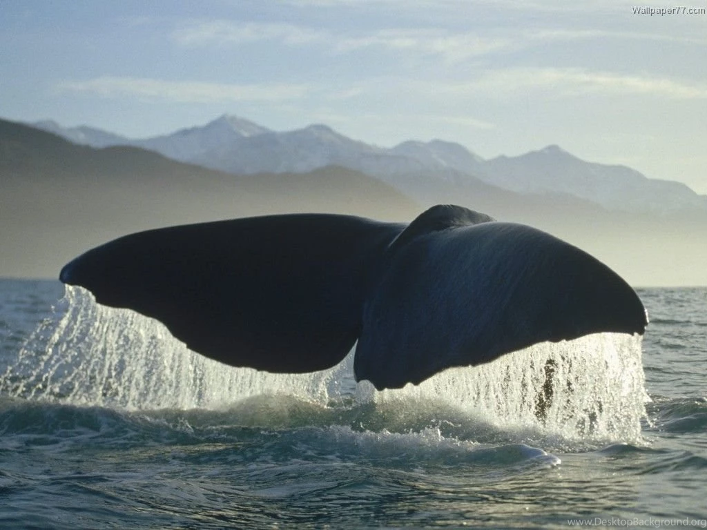 Whale Wallpapers HD For PC Download 41921 Full HD Wallpapers Desktop ...