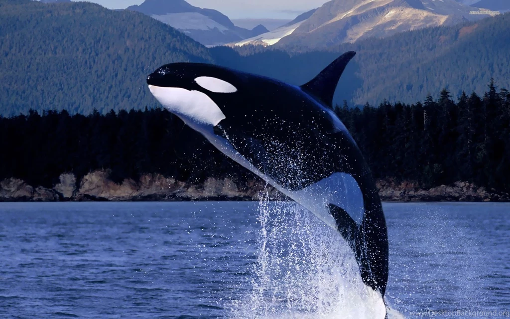 Whale Computer Wallpapers, Desktop Backgrounds