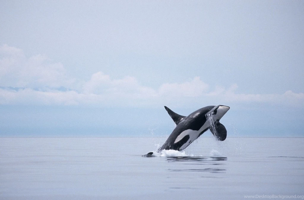 Whale Wallpapers Free Wallpapers