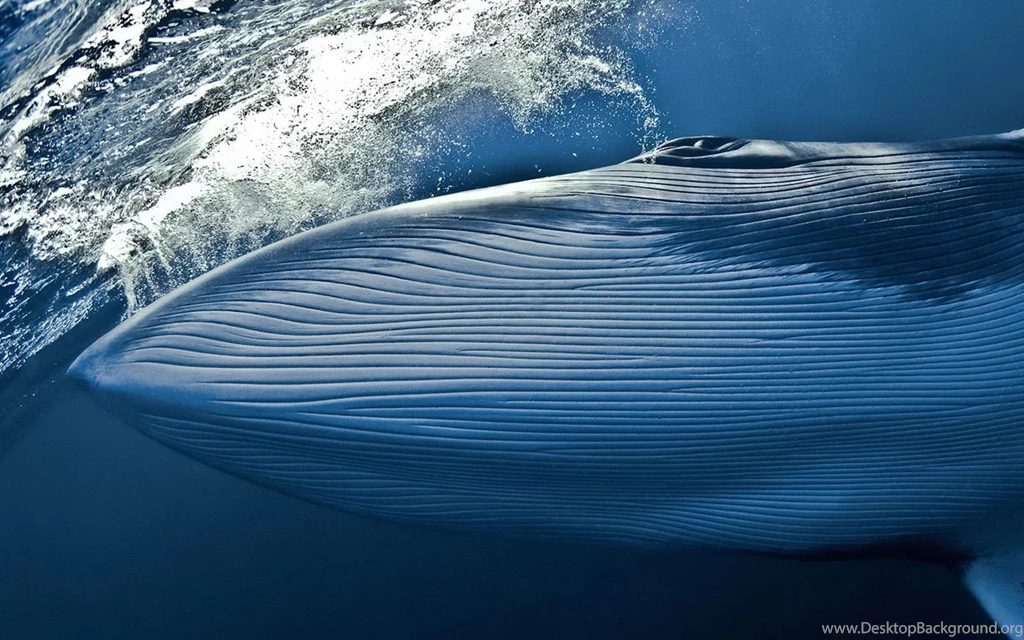 Dark Blue Whale Wallpapers And Images Wallpapers, Pictures, Photos