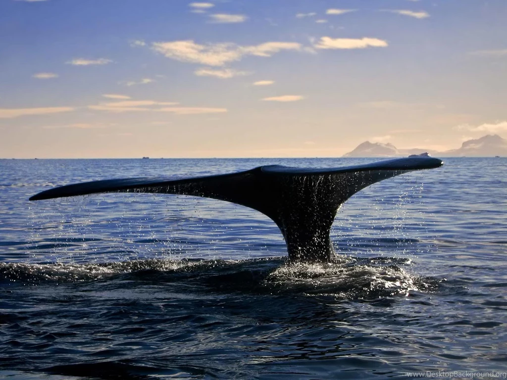 Desktop Wallpapers · Gallery · Animals · Whale In Depths