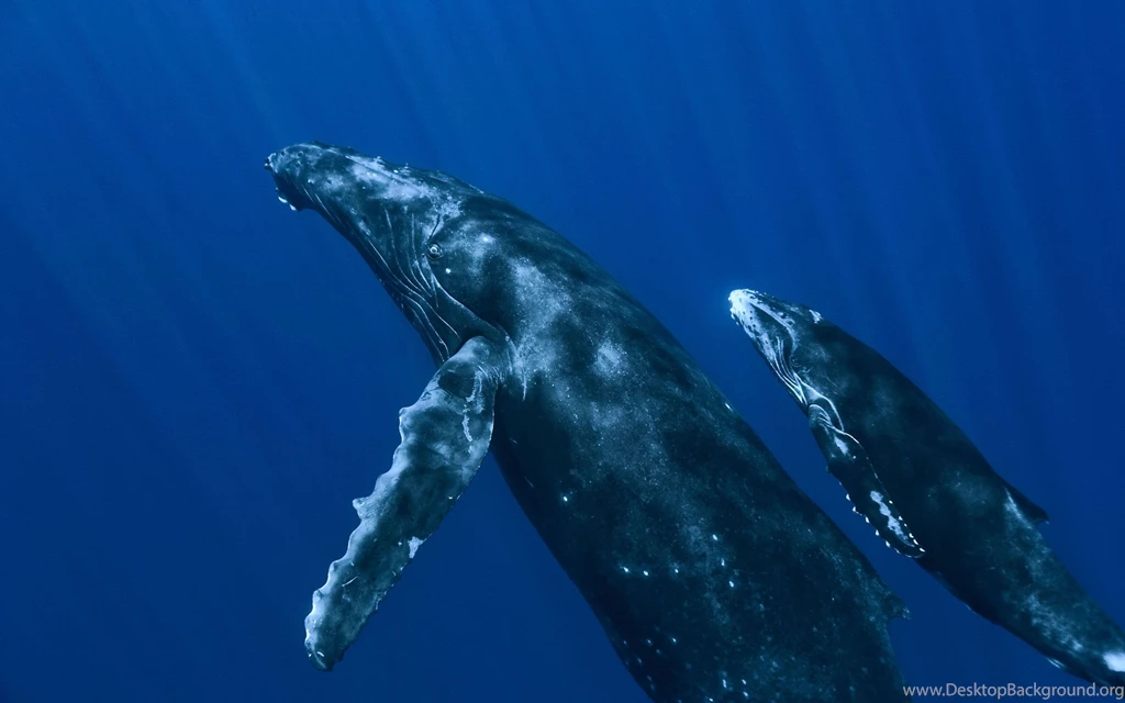 Whale Computer Wallpapers, Desktop Backgrounds
